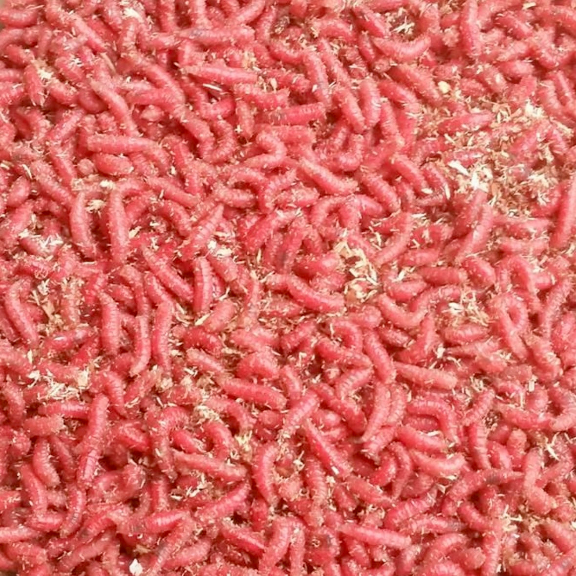 Maggot, röd. En liter