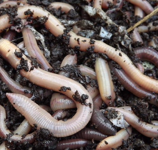 Daggmask ”Canadian Nightcrawlers”