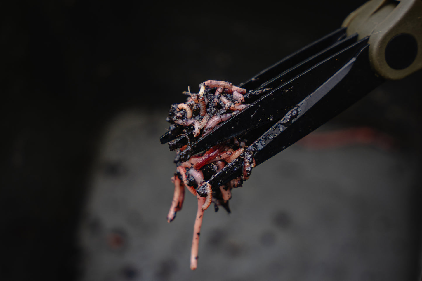 Worm Choppers