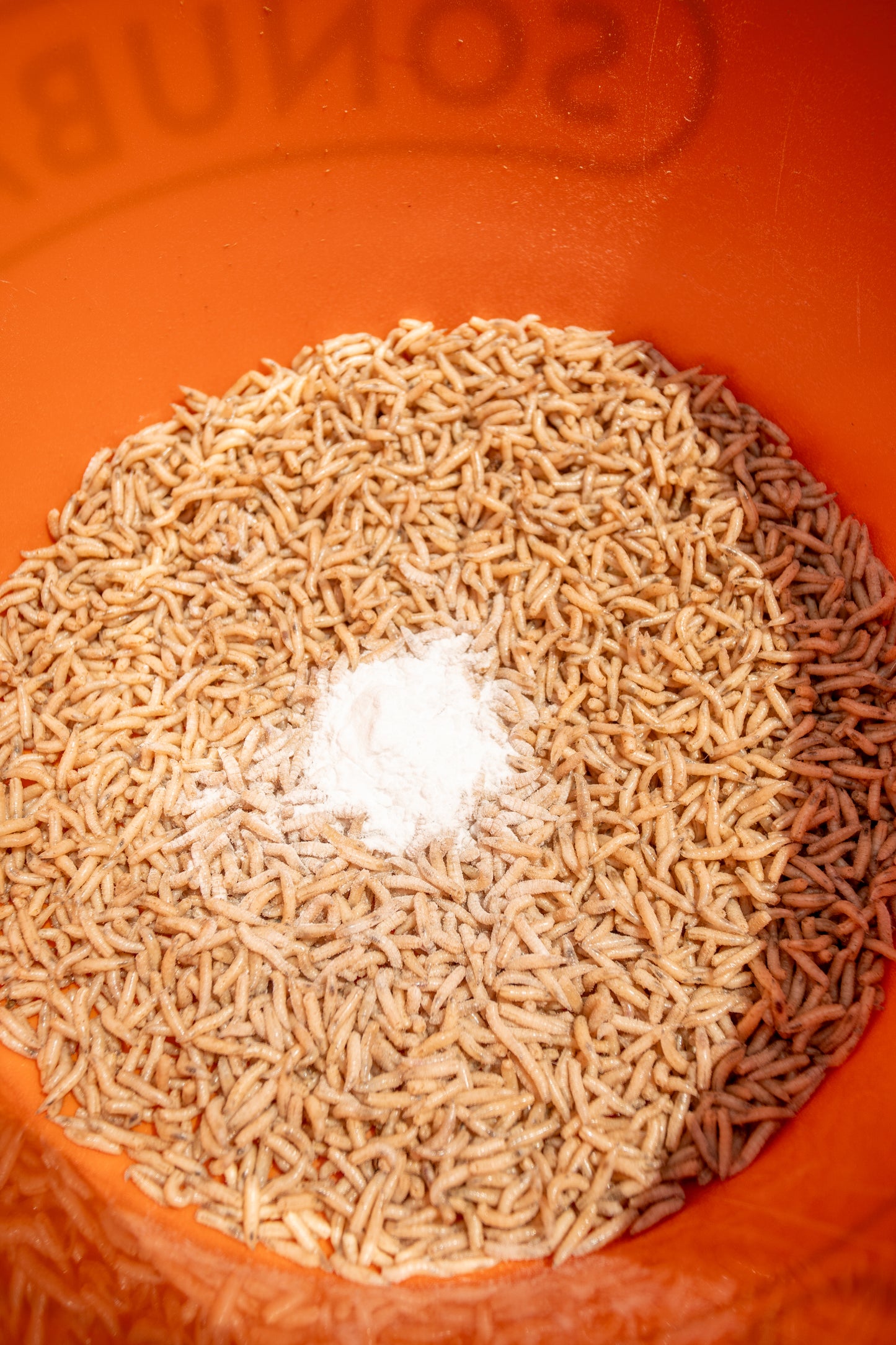 Maggot Glue