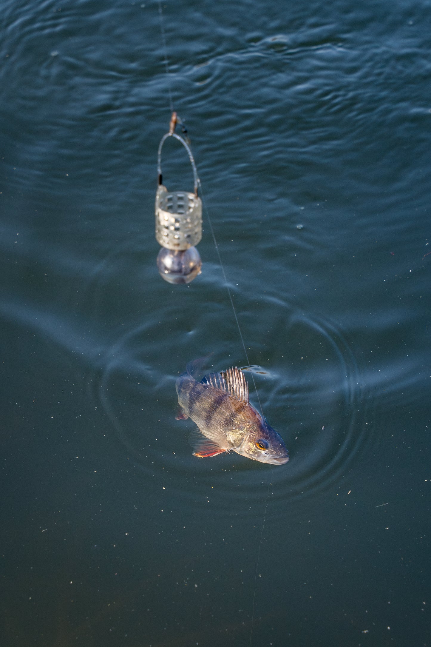 Slow Sinking Feeder