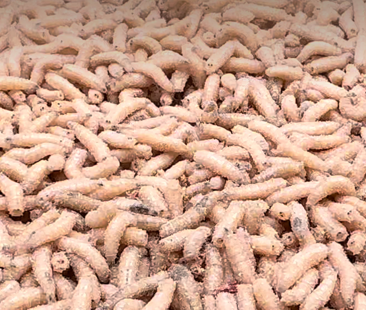 Maggot, vit. En liter