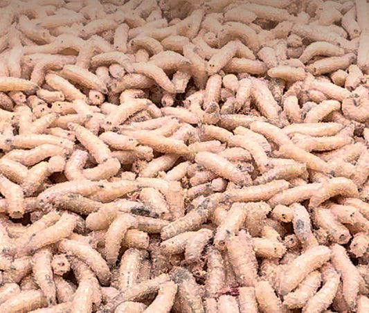 Maggot, vit. En liter