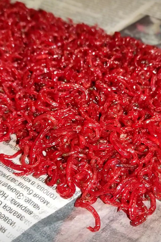 Bloodworm 100g