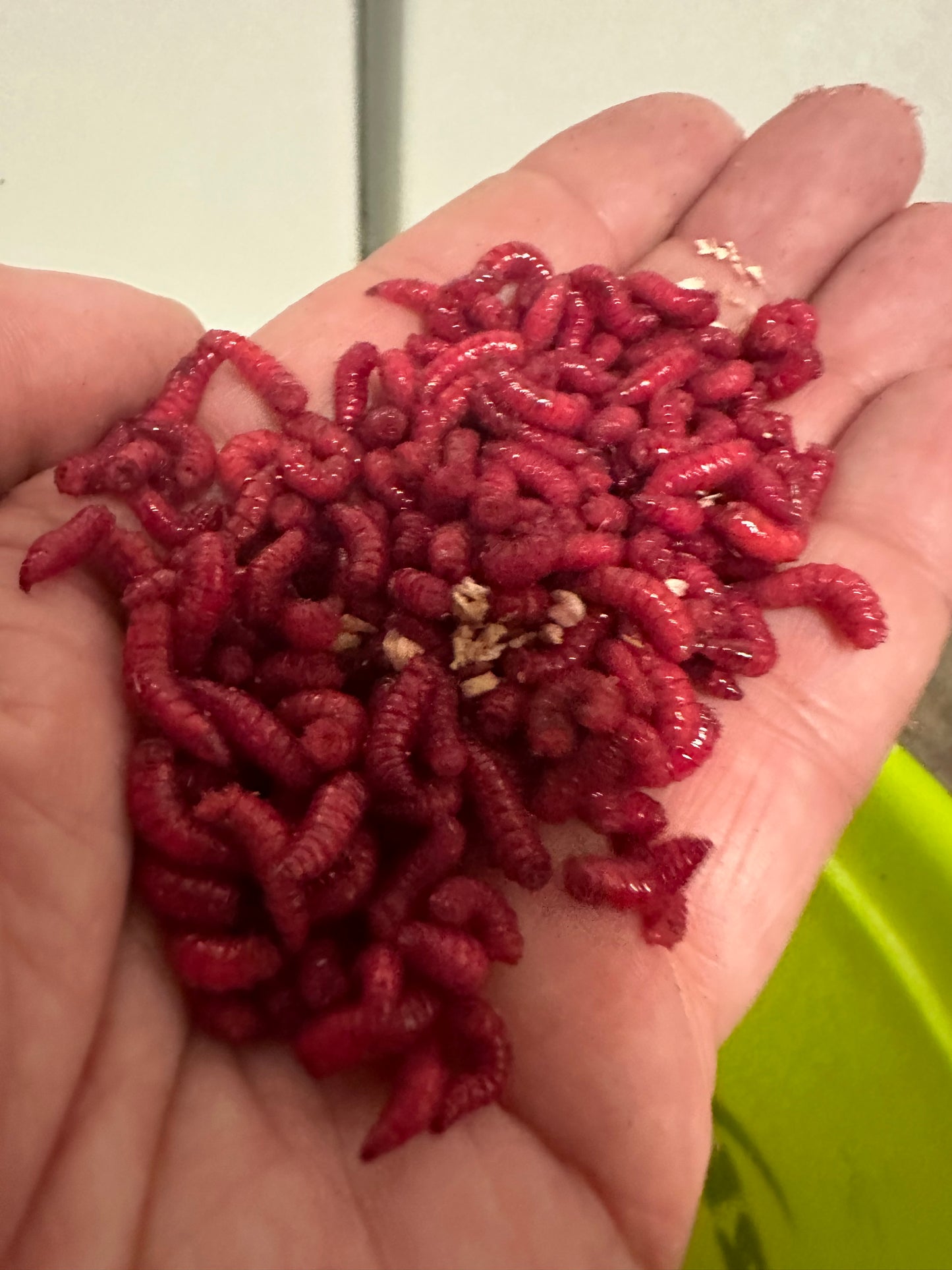 Maggot, ruby (mörkröd). En halvliter