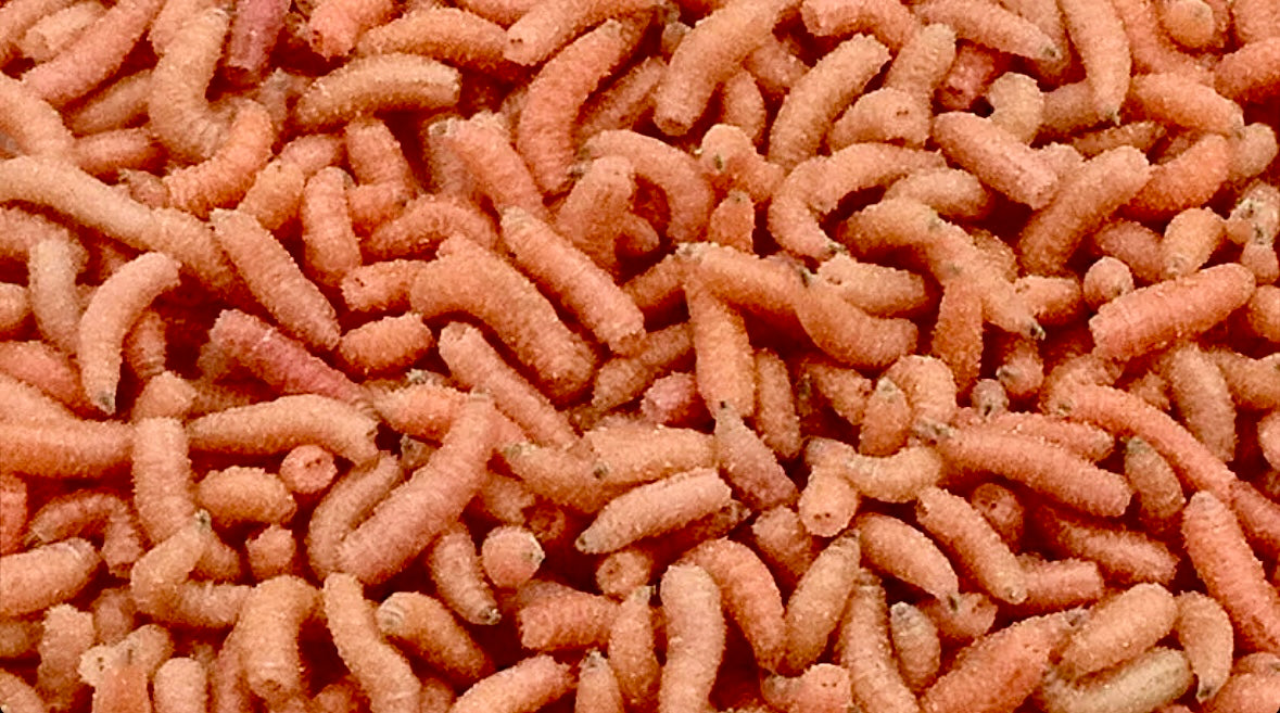 Maggot, fluo. En halvliter