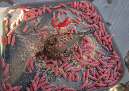 Korum camo grub feeder