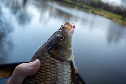 Sonubaits micro bandum wafters