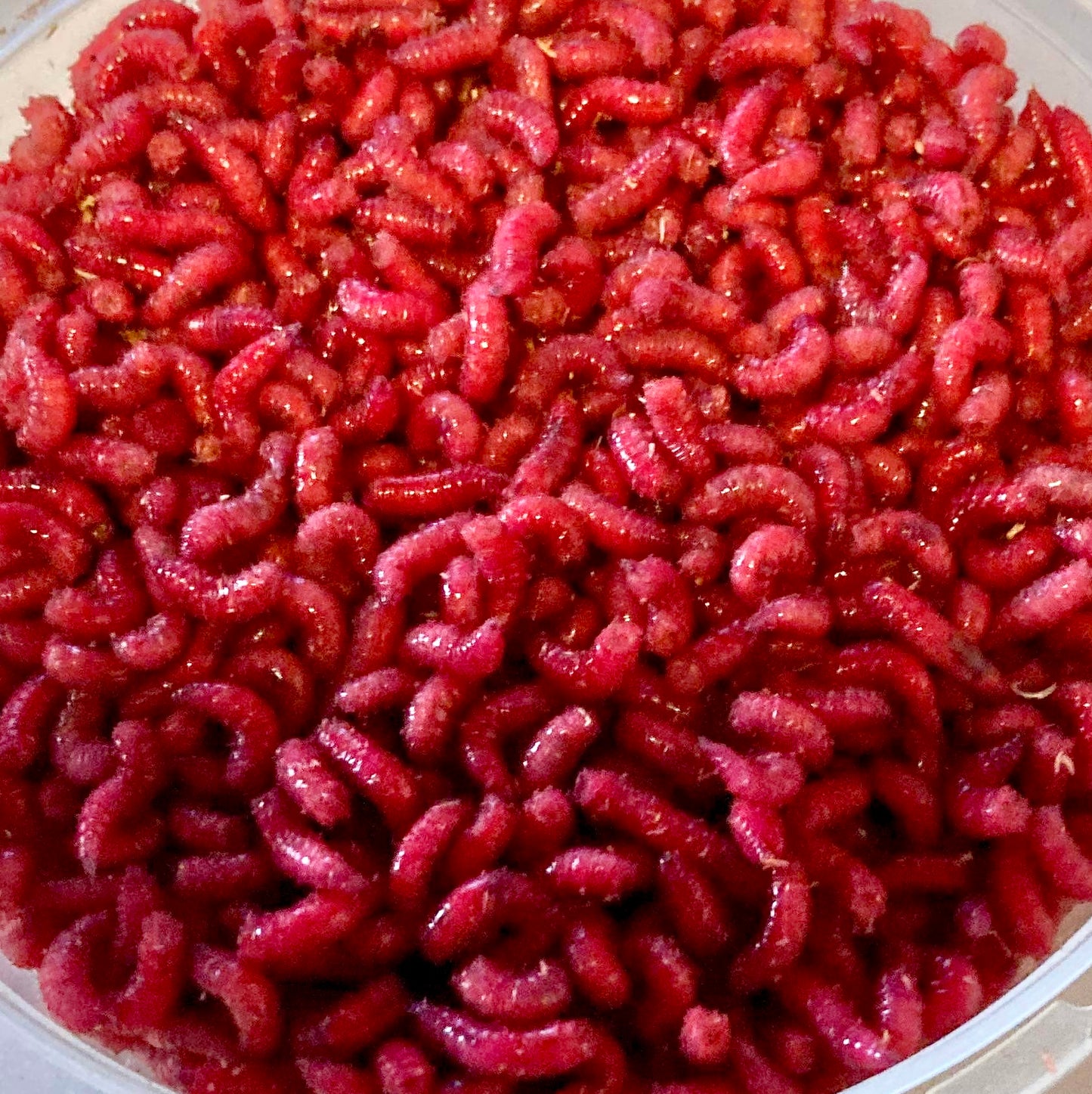 Pinkies, ruby (mörkröd). En halvliter.