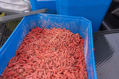 6 Pint Bait Tub