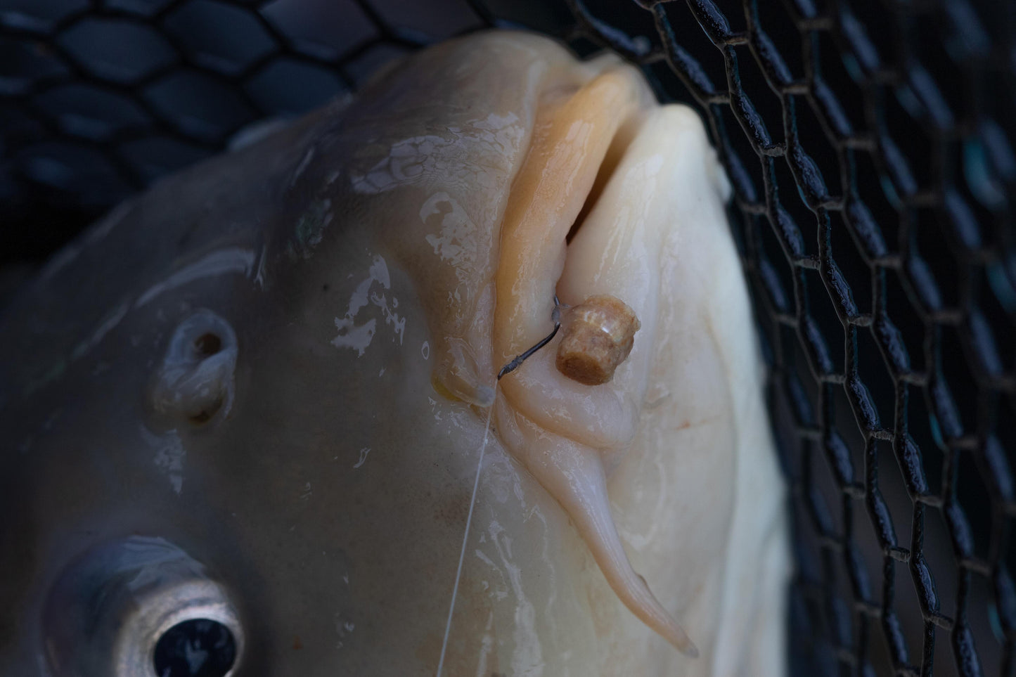 Hookable Bait Bands