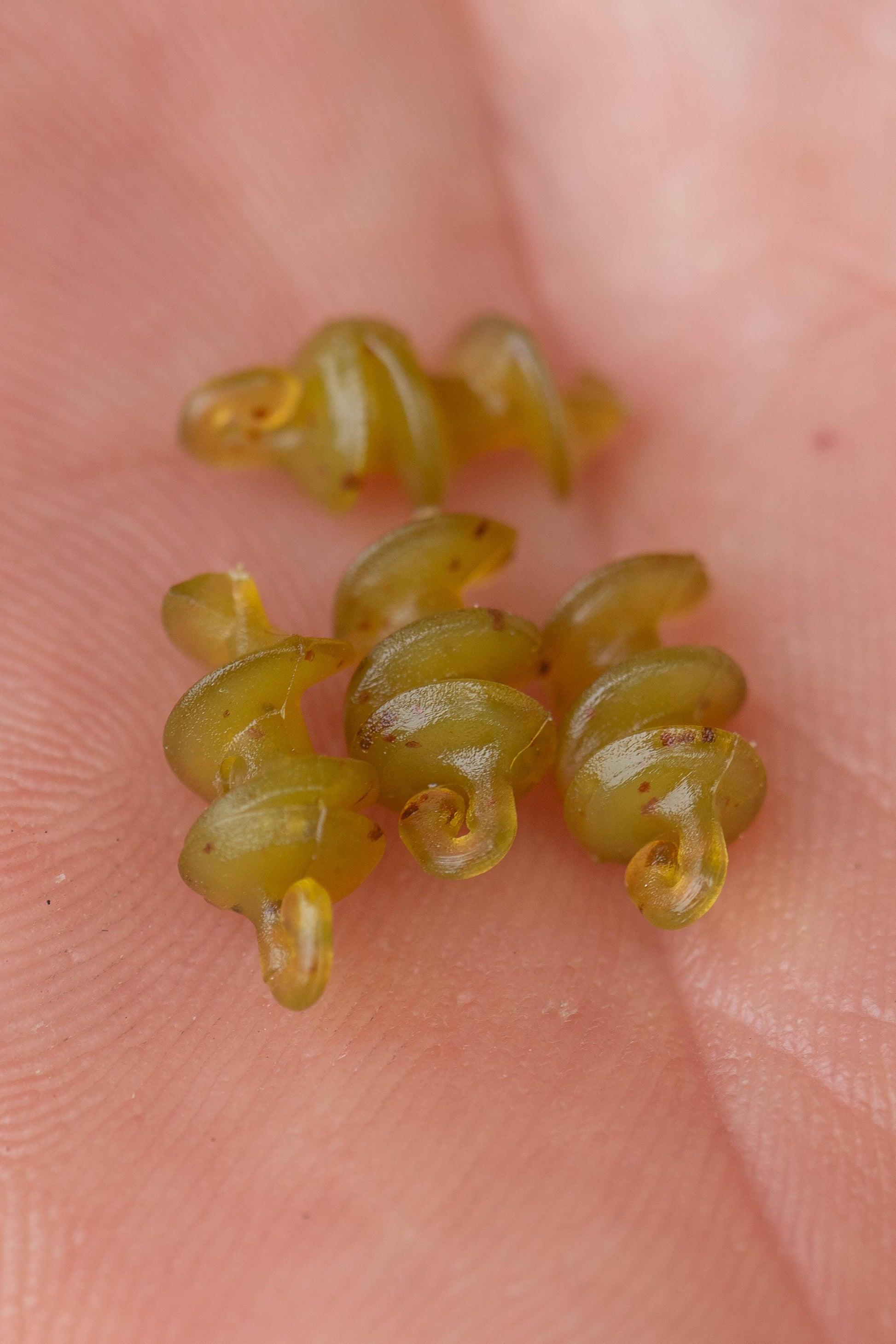 Smokescreen Meat Screws