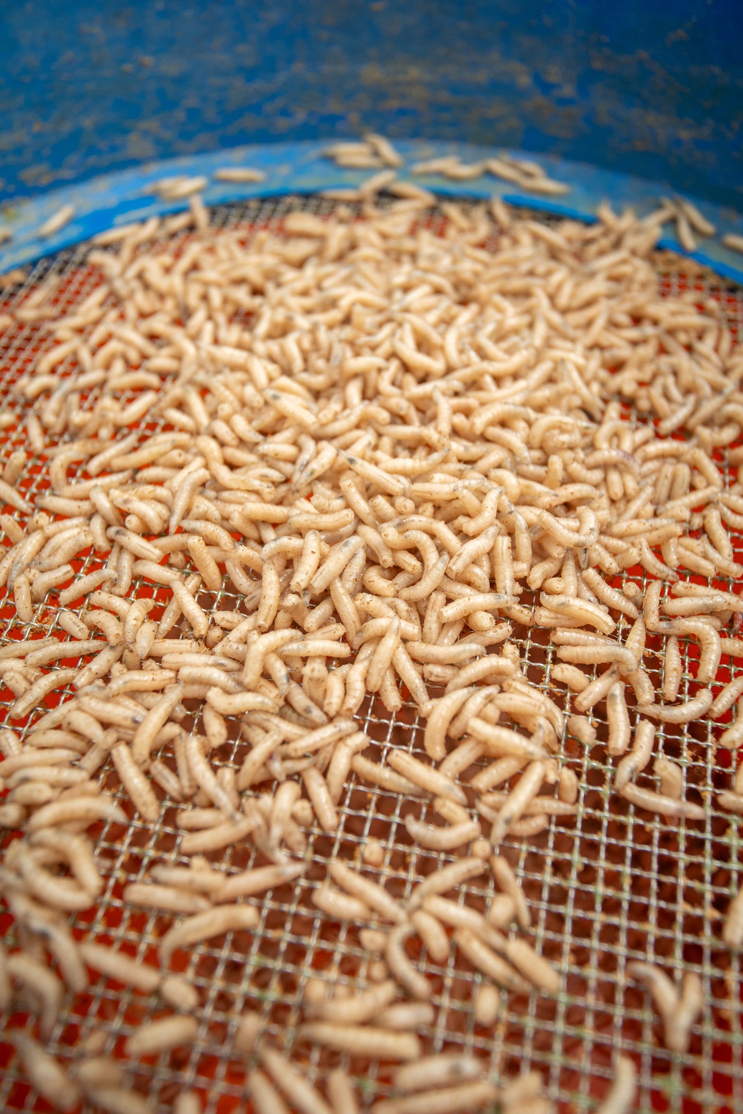 Maggot Glue