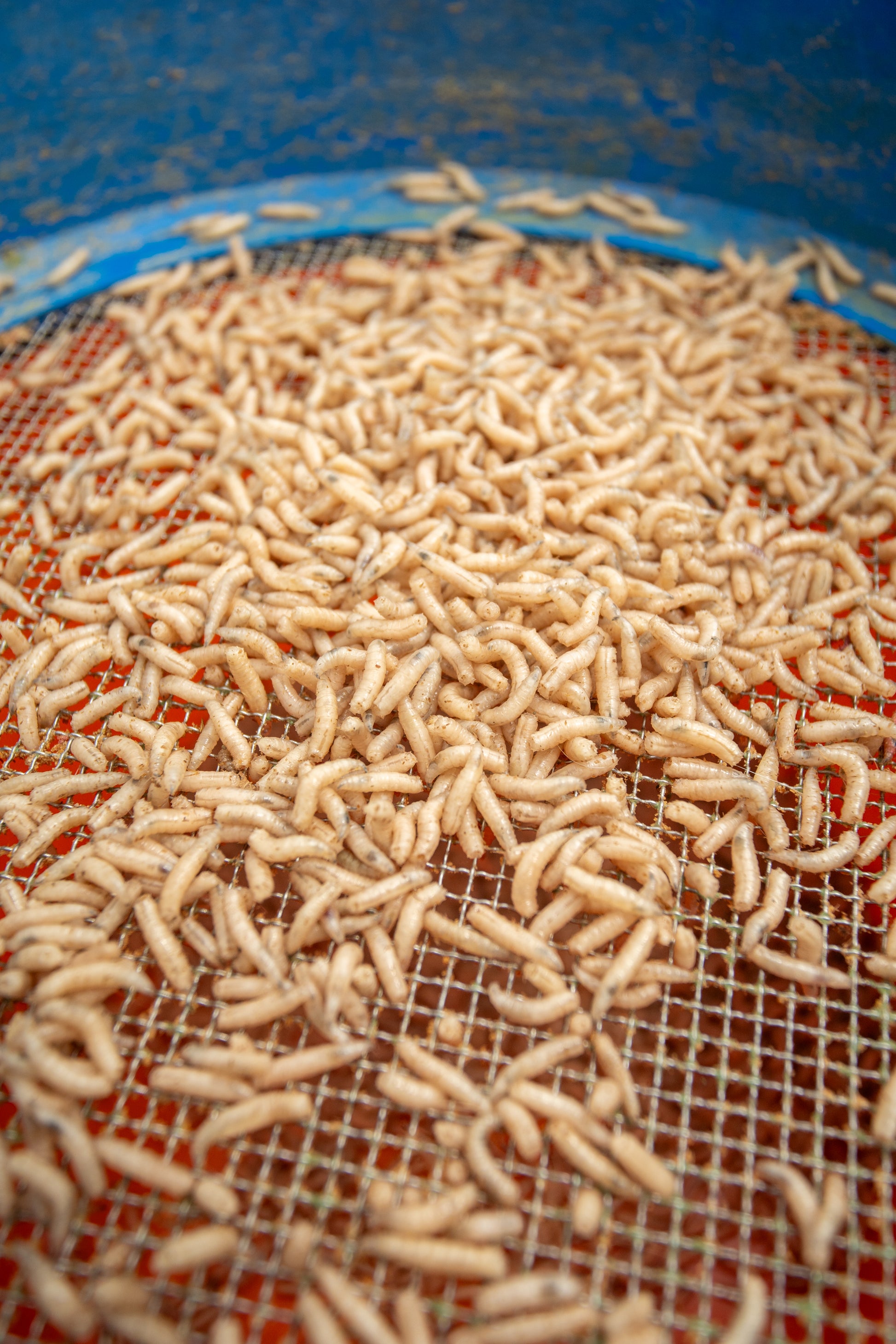 Maggot Glue