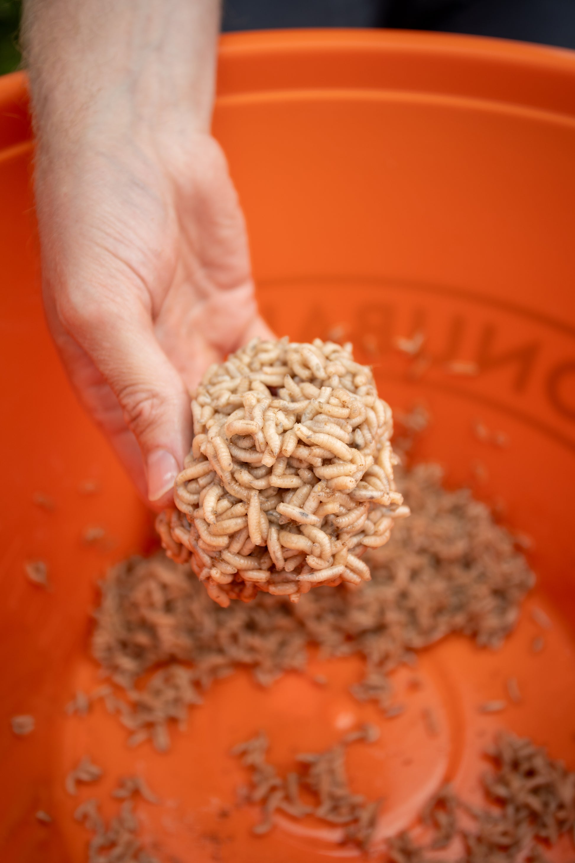 Maggot Glue