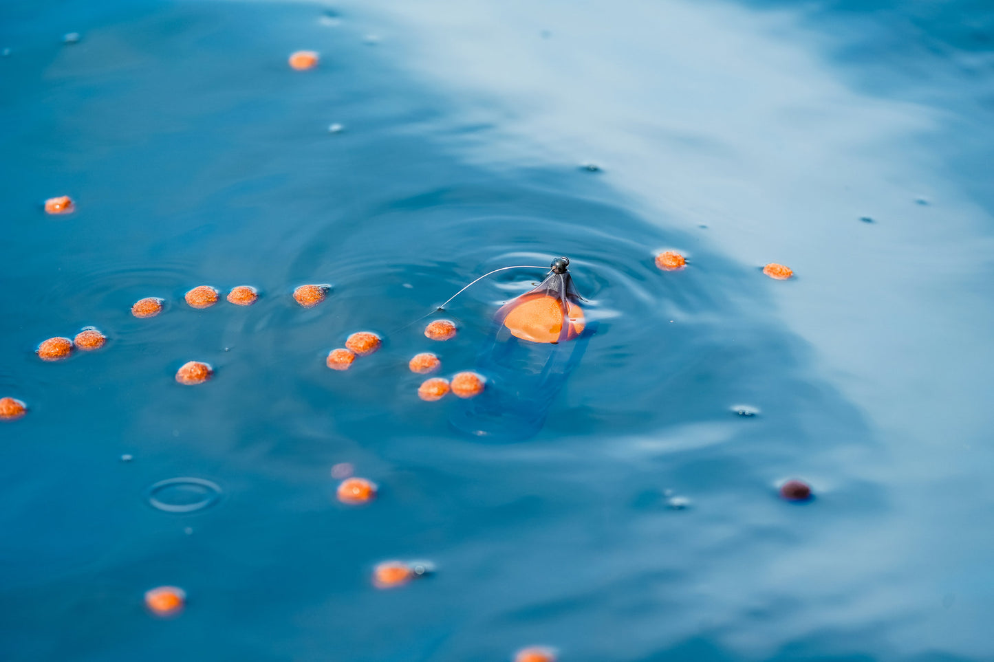 Surface Feeder Float